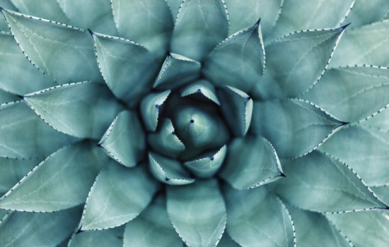Botanical Garden