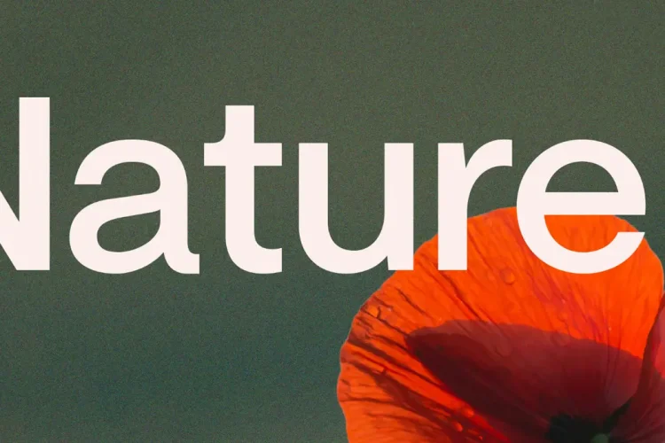 12 Best Free Font Pairings That Transform Photography Websites